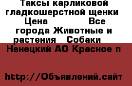 Таксы карликовой гладкошерстной щенки › Цена ­ 20 000 - Все города Животные и растения » Собаки   . Ненецкий АО,Красное п.